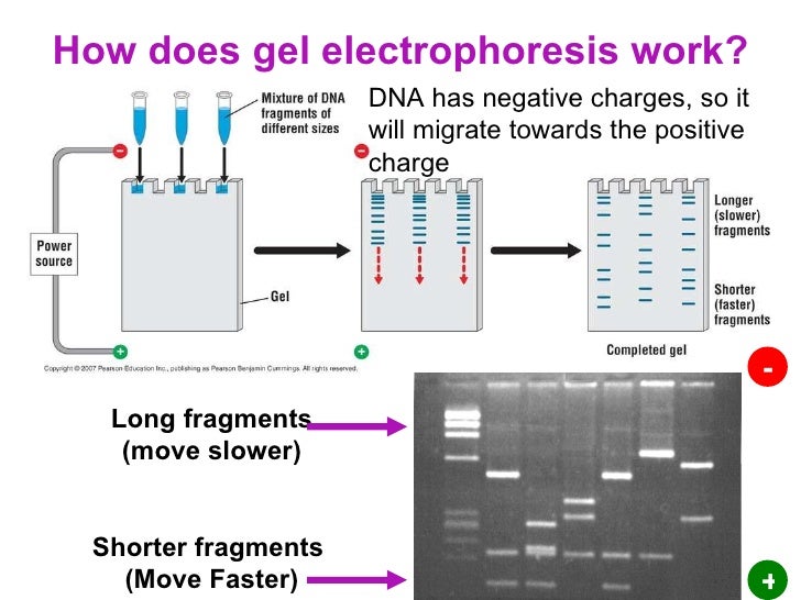 how long does dapsone gel take to work