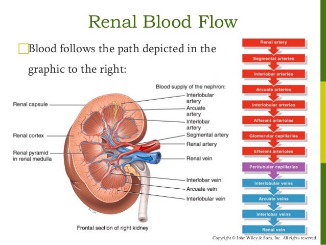 Blood Flow Through Kidney Diagram - Kidney Failure Disease