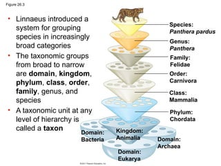 GENERAL BIOL Chapter 26 - Phylogeny.pptx
