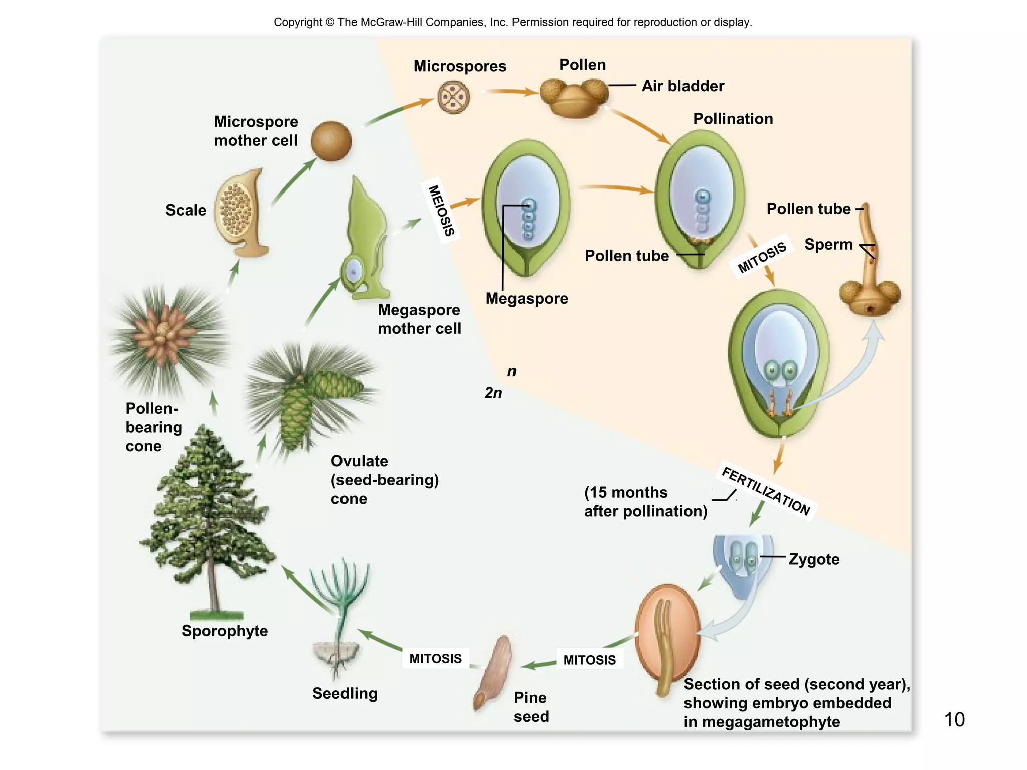 10
Copyright © The McGraw-Hill Companies, Inc. Permission required for reproduction or display.
Microspore
mother cell
Microspores Pollen
Air bladder
Pollination
Pollen tube
Sperm
MITOSIS
Zygote
Section of seed (second year),
showing embryo embedded
in megagametophyte
MITOSIS
Pine
seed
MITOSIS
Seedling
Sporophyte
Pollen-
bearing
cone
Scale
Megaspore
mother cell
Ovulate
(seed-bearing)
cone
Megaspore
Pollen tube
n
2n
(15 months
after pollination)
MEIOSIS
FERTILIZATION
 