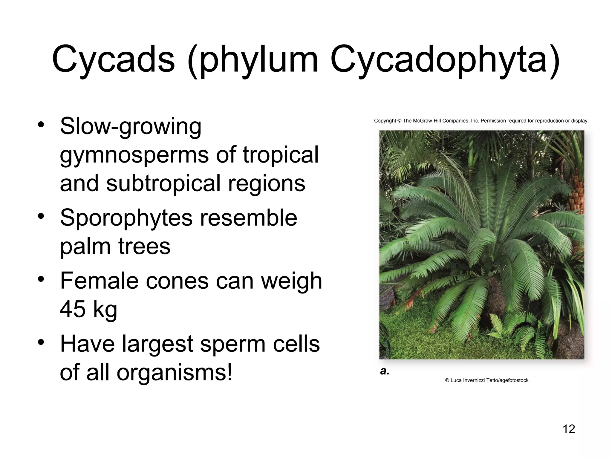 Cycads (phylum Cycadophyta)
• Slow-growing
gymnosperms of tropical
and subtropical regions
• Sporophytes resemble
palm trees
• Female cones can weigh
45 kg
• Have largest sperm cells
of all organisms!
12
a.
© Luca Invernizzi Tetto/agefotostock
Copyright © The McGraw-Hill Companies, Inc. Permission required for reproduction or display.
 