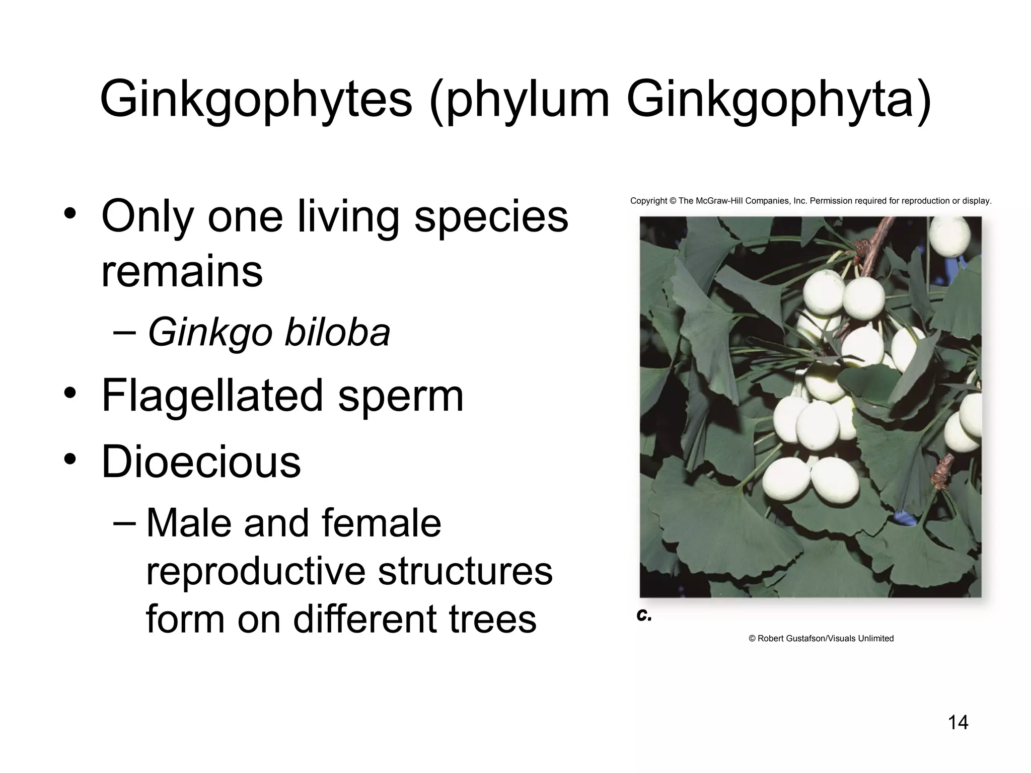 Ginkgophytes (phylum Ginkgophyta)
• Only one living species
remains
– Ginkgo biloba
• Flagellated sperm
• Dioecious
– Male and female
reproductive structures
form on different trees
14
c.
© Robert Gustafson/Visuals Unlimited
Copyright © The McGraw-Hill Companies, Inc. Permission required for reproduction or display.
c.c.
 