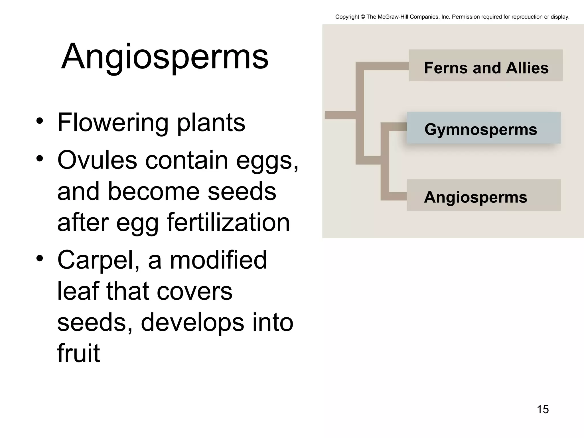 Angiosperms
• Flowering plants
• Ovules contain eggs,
and become seeds
after egg fertilization
• Carpel, a modified
leaf that covers
seeds, develops into
fruit
15
Ferns and Allies
Angiosperms
Gymnosperms
Copyright © The McGraw-Hill Companies, Inc. Permission required for reproduction or display.
 