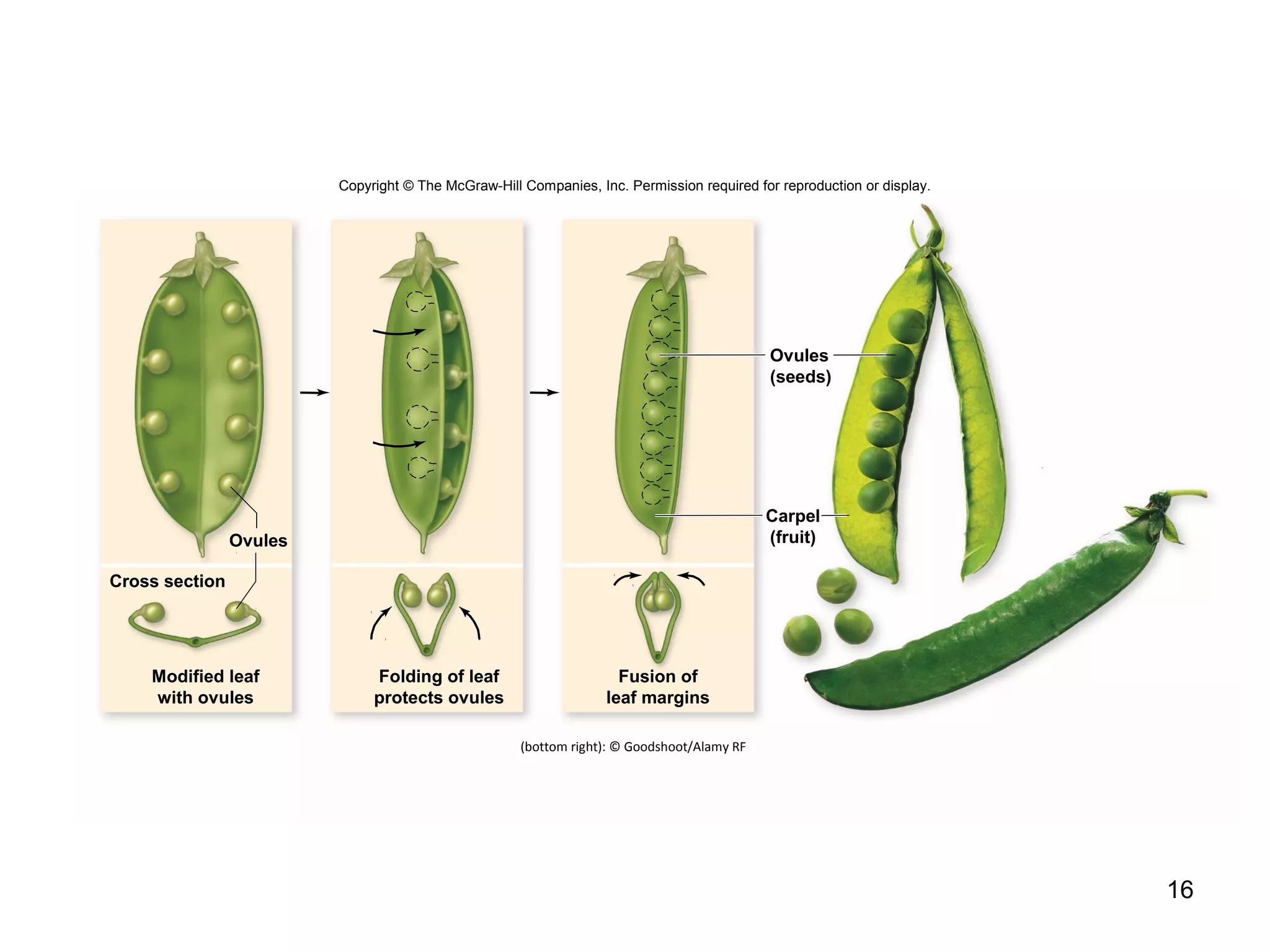 16
Copyright © The McGraw-Hill Companies, Inc. Permission required for reproduction or display.
(bottom right): © Goodshoot/Alamy RF
Fusion of
leaf margins
Modified leaf
with ovules
Cross section
Ovules
(seeds)
Carpel
(fruit)
Folding of leaf
protects ovules
Ovules
 