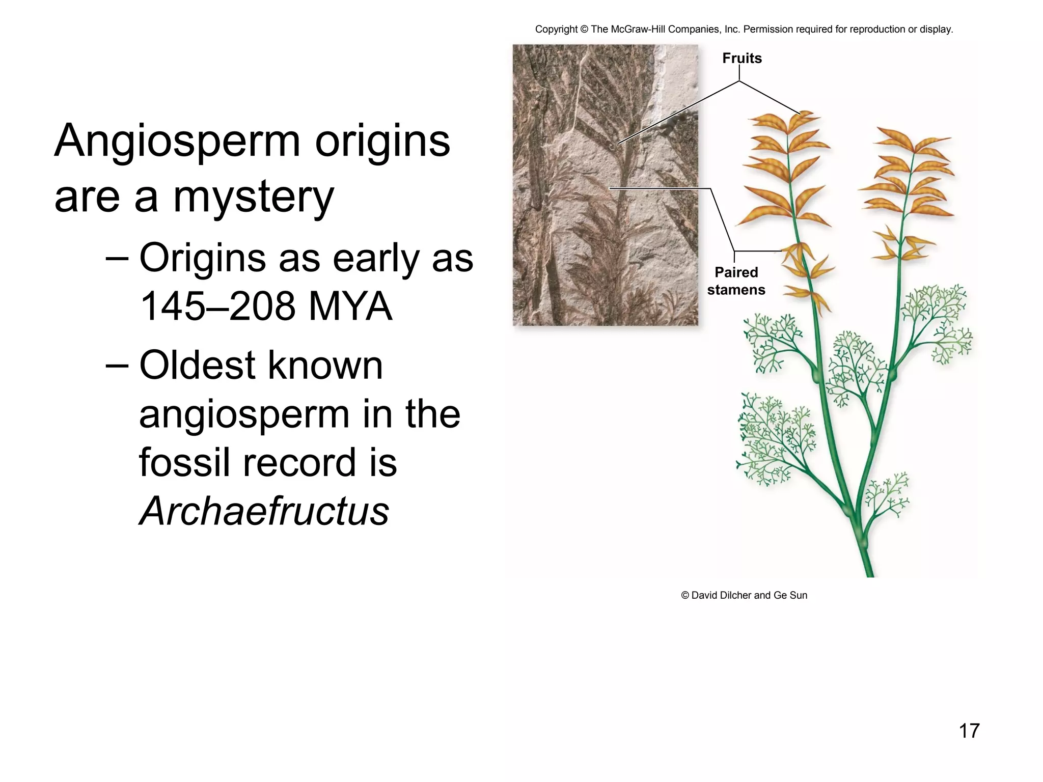 Angiosperm origins
are a mystery
– Origins as early as
145–208 MYA
– Oldest known
angiosperm in the
fossil record is
Archaefructus
17
Copyright © The McGraw-Hill Companies, Inc. Permission required for reproduction or display.
Fruits
© David Dilcher and Ge Sun
Paired
stamens
 