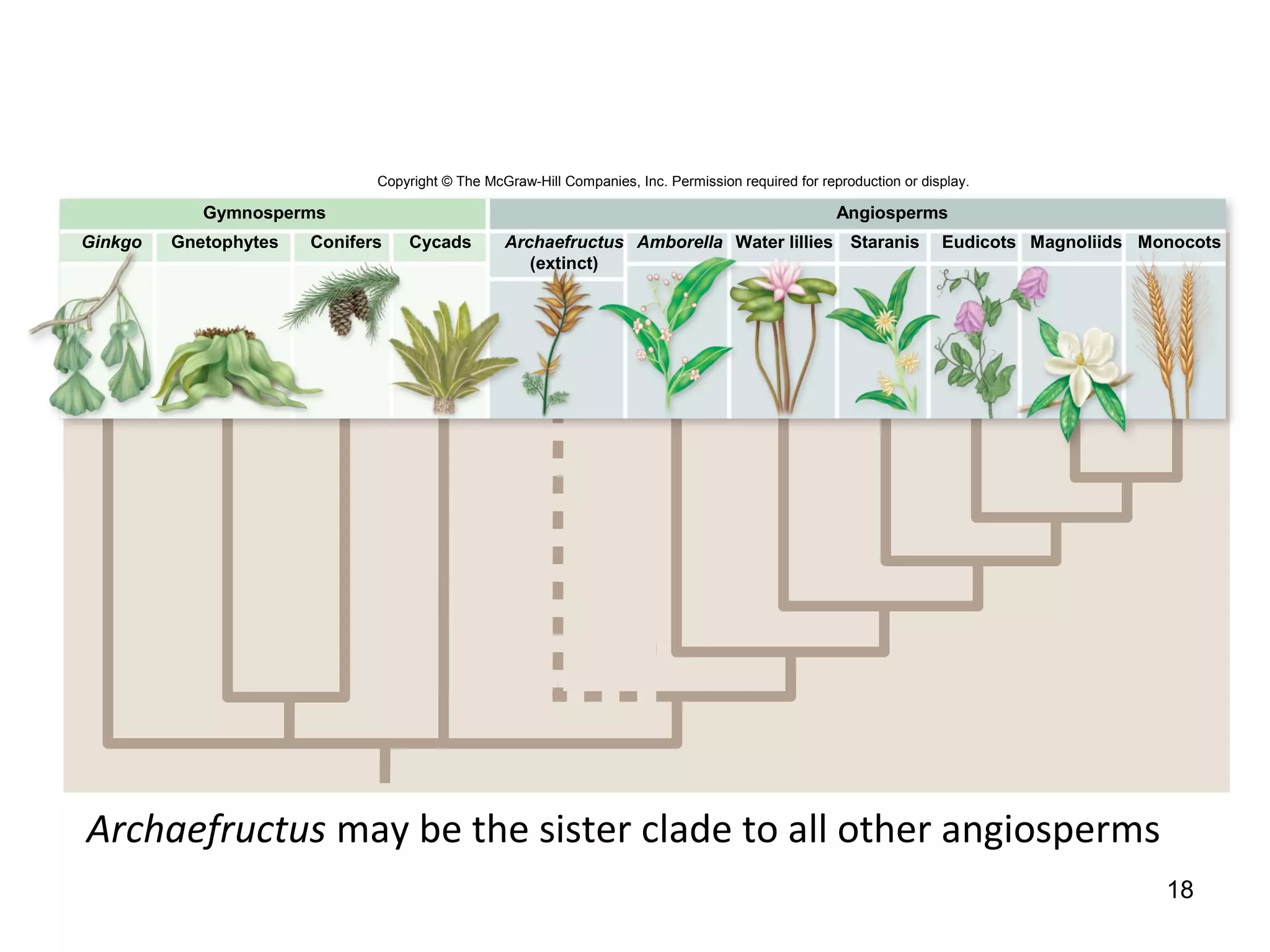18
Archaefructus may be the sister clade to all other angiosperms
Gymnosperms Angiosperms
Ginkgo Gnetophytes Conifers Cycads Archaefructus
(extinct)
Amborella Water lillies MonocotsMagnoliidsEudicotsStaranis
Copyright © The McGraw-Hill Companies, Inc. Permission required for reproduction or display.
 