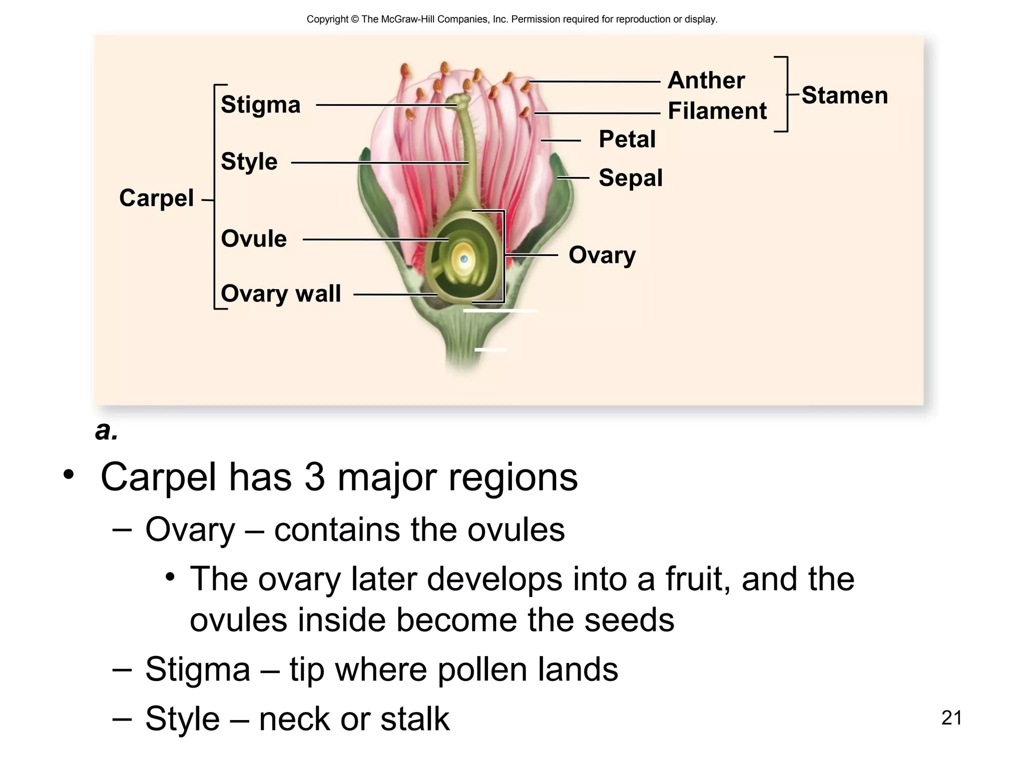 • Carpel has 3 major regions
– Ovary – contains the ovules
• The ovary later develops into a fruit, and the
ovules inside become the seeds
– Stigma – tip where pollen lands
– Style – neck or stalk 21
Carpel
Stigma
Style
Ovule
Ovary wall
Stamen
Anther
Filament
Petal
Sepal
Ovary
a.
Copyright © The McGraw-Hill Companies, Inc. Permission required for reproduction or display.
 