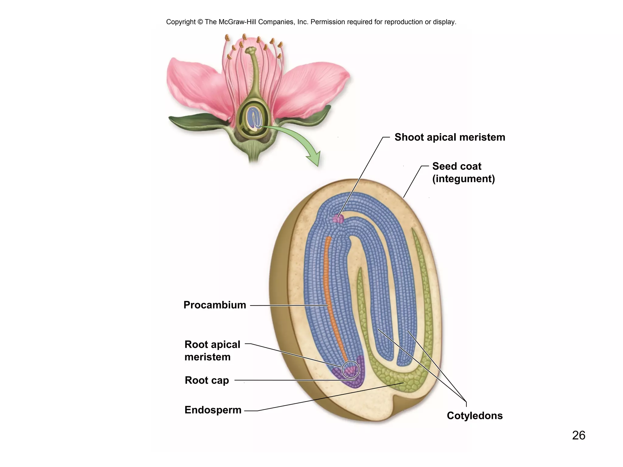26
Copyright © The McGraw-Hill Companies, Inc. Permission required for reproduction or display.
Shoot apical meristem
Root apical
meristem
Root cap
Endosperm
Procambium
Seed coat
(integument)
Cotyledons
 