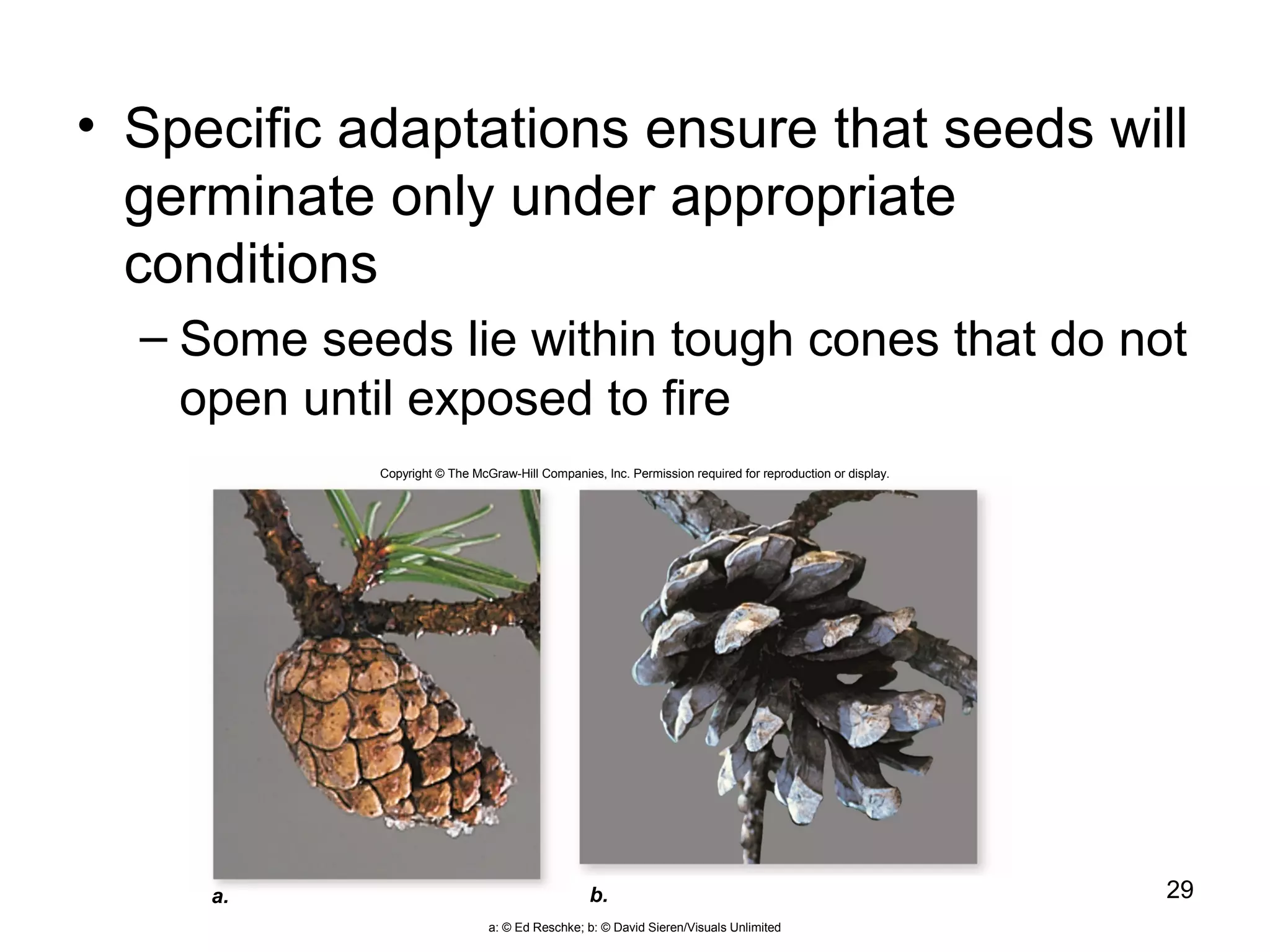 • Specific adaptations ensure that seeds will
germinate only under appropriate
conditions
– Some seeds lie within tough cones that do not
open until exposed to fire
29a. b.
Copyright © The McGraw-Hill Companies, Inc. Permission required for reproduction or display.
a: © Ed Reschke; b: © David Sieren/Visuals Unlimited
 