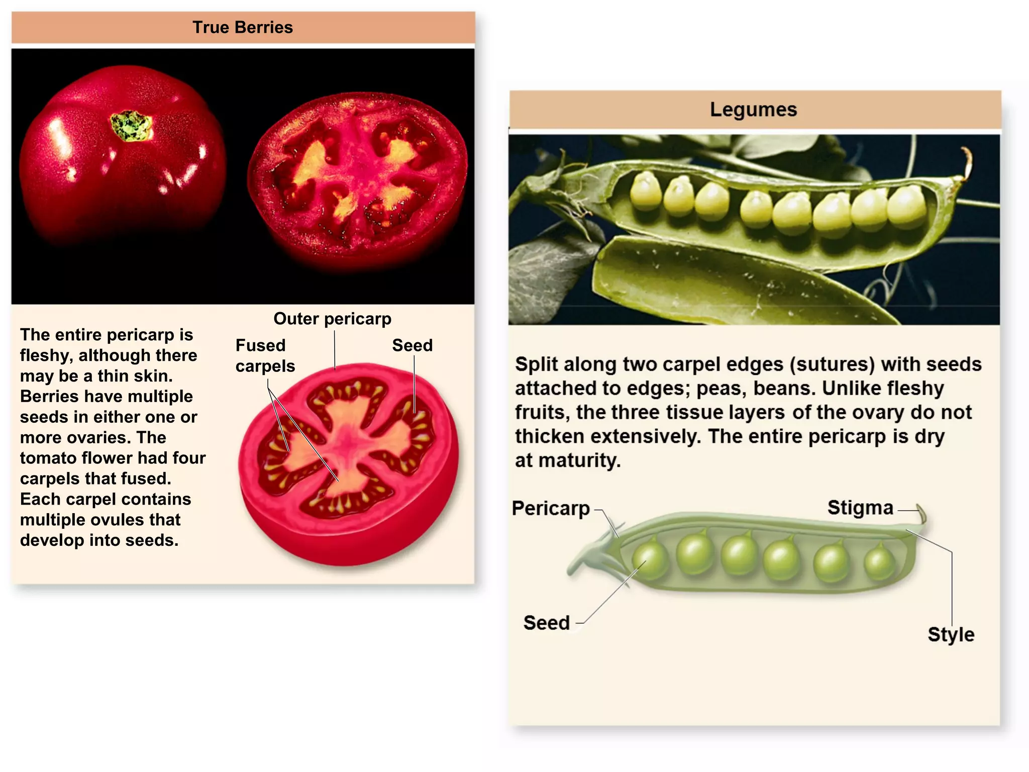 31
True Berries
The entire pericarp is
fleshy, although there
may be a thin skin.
Berries have multiple
seeds in either one or
more ovaries. The
tomato flower had four
carpels that fused.
Each carpel contains
multiple ovules that
develop into seeds.
Outer pericarp
SeedFused
carpels
 