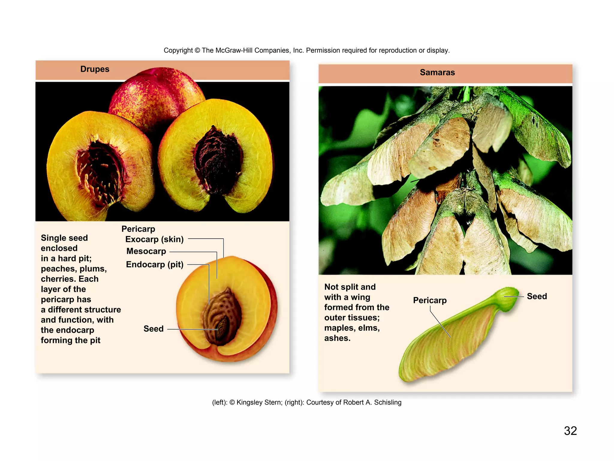32
Drupes
Seed
Pericarp
Exocarp (skin)
Mesocarp
Endocarp (pit)
Single seed
enclosed
in a hard pit;
peaches, plums,
cherries. Each
layer of the
pericarp has
a different structure
and function, with
the endocarp
forming the pit
Samaras
Pericarp
Not split and
with a wing
formed from the
outer tissues;
maples, elms,
ashes.
Seed
(left): © Kingsley Stern; (right): Courtesy of Robert A. Schisling
Copyright © The McGraw-Hill Companies, Inc. Permission required for reproduction or display.
 