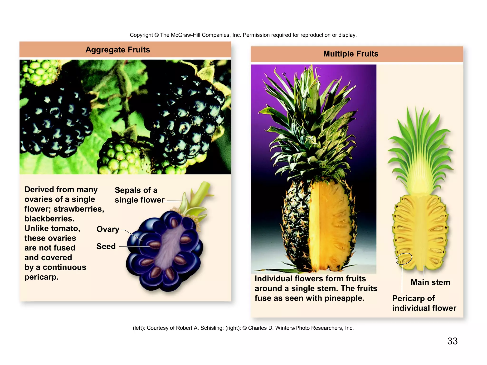33
Aggregate Fruits
Sepals of a
single flower
Ovary
Seed
Derived from many
ovaries of a single
flower; strawberries,
blackberries.
Unlike tomato,
these ovaries
are not fused
and covered
by a continuous
pericarp.
Multiple Fruits
Individual flowers form fruits
around a single stem. The fruits
fuse as seen with pineapple. Pericarp of
individual flower
Main stem
(left): Courtesy of Robert A. Schisling; (right): © Charles D. Winters/Photo Researchers, Inc.
Copyright © The McGraw-Hill Companies, Inc. Permission required for reproduction or display.
 