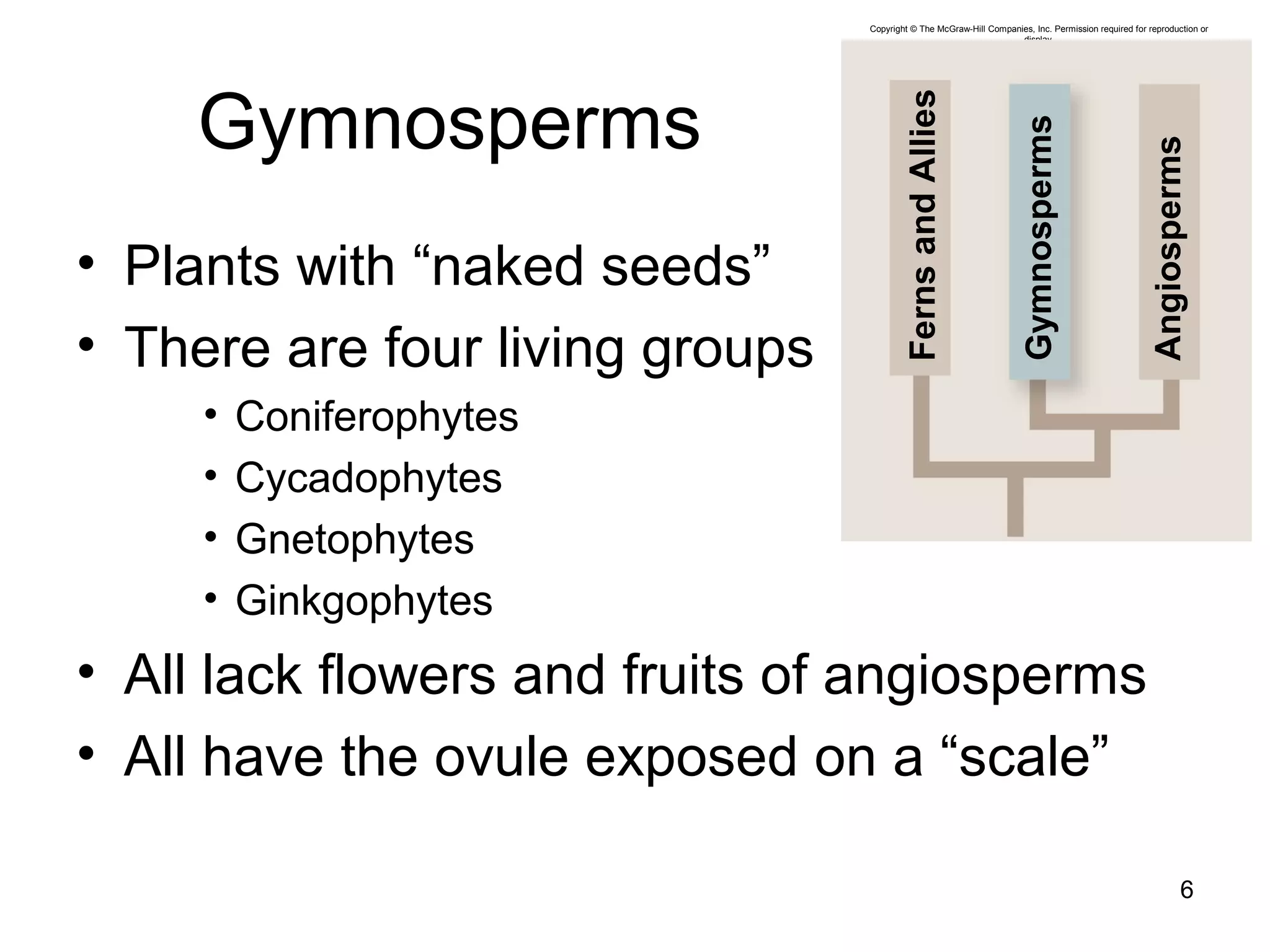 Gymnosperms
• Plants with “naked seeds”
• There are four living groups
• Coniferophytes
• Cycadophytes
• Gnetophytes
• Ginkgophytes
• All lack flowers and fruits of angiosperms
• All have the ovule exposed on a “scale”
6
Copyright © The McGraw-Hill Companies, Inc. Permission required for reproduction or
display.
Angiosperms
Gymnosperms
FernsandAllies
 