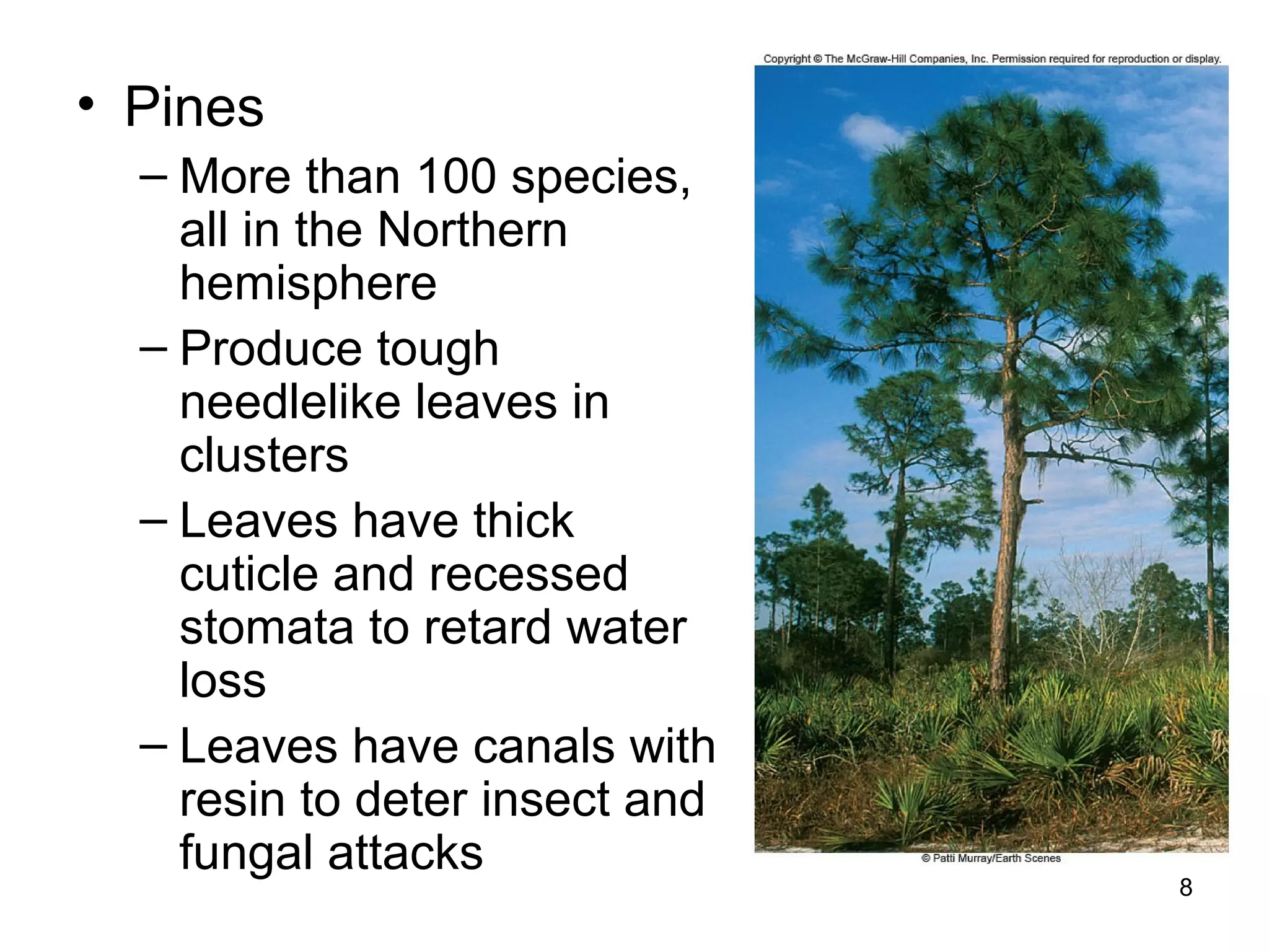 • Pines
– More than 100 species,
all in the Northern
hemisphere
– Produce tough
needlelike leaves in
clusters
– Leaves have thick
cuticle and recessed
stomata to retard water
loss
– Leaves have canals with
resin to deter insect and
fungal attacks
8
 
