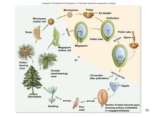 10
Copyright © The McGraw-Hill Companies, Inc. Permission required for reproduction or display.
Microspore
mother cell
Microspores Pollen
Air bladder
Pollination
Pollen tube
Sperm
MITOSIS
Zygote
Section of seed (second year),
showing embryo embedded
in megagametophyte
MITOSIS
Pine
seed
MITOSIS
Seedling
Sporophyte
Pollen-
bearing
cone
Scale
Megaspore
mother cell
Ovulate
(seed-bearing)
cone
Megaspore
Pollen tube
n
2n
(15 months
after pollination)
MEIOSIS
FERTILIZATION
 
