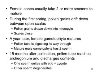 • Female cones usually take 2 or more seasons to
mature
• During the first spring, pollen grains drift down
between open scales
– Pollen grains drawn down into micropyle
– Scales close
• A year later, female gametophyte matures
– Pollen tube is digesting its way through
– Mature male gametophyte has 2 sperm
• 15 months after pollination, pollen tube reaches
archegonium and discharges contents
– One sperm unites with egg = zygote
– Other sperm degenerates 11
 