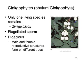 Ginkgophytes (phylum Ginkgophyta)
• Only one living species
remains
– Ginkgo biloba
• Flagellated sperm
• Dioecious
– Male and female
reproductive structures
form on different trees
14
c.
© Robert Gustafson/Visuals Unlimited
Copyright © The McGraw-Hill Companies, Inc. Permission required for reproduction or display.
c.c.
 