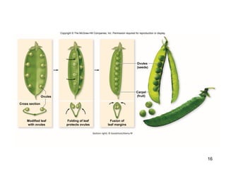 16
Copyright © The McGraw-Hill Companies, Inc. Permission required for reproduction or display.
(bottom right): © Goodshoot/Alamy RF
Fusion of
leaf margins
Modified leaf
with ovules
Cross section
Ovules
(seeds)
Carpel
(fruit)
Folding of leaf
protects ovules
Ovules
 