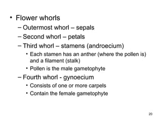• Flower whorls
– Outermost whorl – sepals
– Second whorl – petals
– Third whorl – stamens (androecium)
• Each stamen has an anther (where the pollen is)
and a filament (stalk)
• Pollen is the male gametophyte
– Fourth whorl - gynoecium
• Consists of one or more carpels
• Contain the female gametophyte
20
 