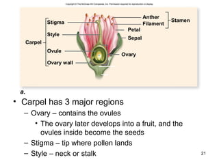 • Carpel has 3 major regions
– Ovary – contains the ovules
• The ovary later develops into a fruit, and the
ovules inside become the seeds
– Stigma – tip where pollen lands
– Style – neck or stalk 21
Carpel
Stigma
Style
Ovule
Ovary wall
Stamen
Anther
Filament
Petal
Sepal
Ovary
a.
Copyright © The McGraw-Hill Companies, Inc. Permission required for reproduction or display.
 
