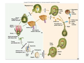 Megaspore (n)
Generative
cell
Tube
nucleus
Pollen tube
Sperm
Tube
nucleus
Style
Pollen (n)
Formation of
pollen tube (n)
Polar
nuclei
Sperm
Egg
Polar
nuclei
Egg
MITOSIS
MITOSIS
Zygote
Embryo (2n)
Cotyledons
Seed (2n)
Endosperm (3n)
Endosperm
Anther
Ovary
Stigma
Anther (2n)
Ovule
2n
DOUBLE
FERTILIZATION
MITOSIS
G
ERM
INATIO
N
Microspore
mother cells (2n)
Megaspore
mother cell (2n)
Adult sporophyte
with flower (2n)
Young
sporophyte (2n)
Seed
coat
MITOSIS
Copyright © The McGraw-Hill Companies, Inc. Permission required for reproduction or display.
22
 