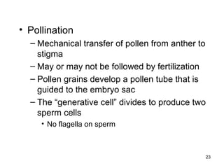 • Pollination
– Mechanical transfer of pollen from anther to
stigma
– May or may not be followed by fertilization
– Pollen grains develop a pollen tube that is
guided to the embryo sac
– The “generative cell” divides to produce two
sperm cells
• No flagella on sperm
23
 