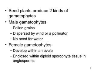 • Seed plants produce 2 kinds of
gametophytes
• Male gametophytes
– Pollen grains
– Dispersed by wind or a pollinator
– No need for water
• Female gametophytes
– Develop within an ovule
– Enclosed within diploid sporophyte tissue in
angiosperms
3
 