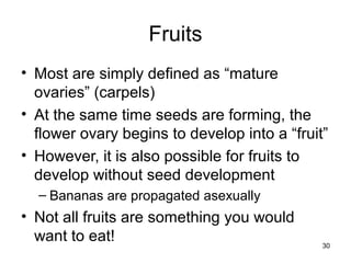 Fruits
• Most are simply defined as “mature
ovaries” (carpels)
• At the same time seeds are forming, the
flower ovary begins to develop into a “fruit”
• However, it is also possible for fruits to
develop without seed development
– Bananas are propagated asexually
• Not all fruits are something you would
want to eat! 30
 