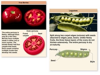 31
True Berries
The entire pericarp is
fleshy, although there
may be a thin skin.
Berries have multiple
seeds in either one or
more ovaries. The
tomato flower had four
carpels that fused.
Each carpel contains
multiple ovules that
develop into seeds.
Outer pericarp
SeedFused
carpels
 