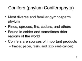 Conifers (phylum Coniferophyta)
• Most diverse and familiar gymnosperm
phylum
• Pines, spruces, firs, cedars, and others
• Found in colder and sometimes drier
regions of the world
• Conifers are sources of important products
– Timber, paper, resin, and taxol (anti-cancer)
7
 