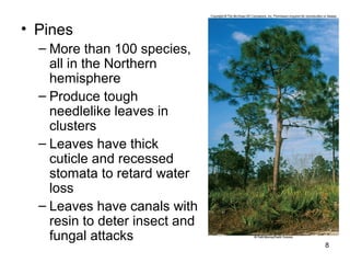 • Pines
– More than 100 species,
all in the Northern
hemisphere
– Produce tough
needlelike leaves in
clusters
– Leaves have thick
cuticle and recessed
stomata to retard water
loss
– Leaves have canals with
resin to deter insect and
fungal attacks
8
 