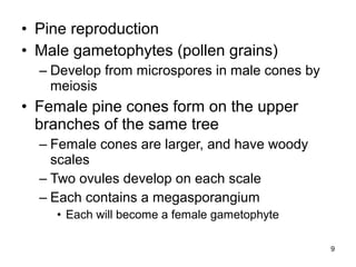 • Pine reproduction
• Male gametophytes (pollen grains)
– Develop from microspores in male cones by
meiosis
• Female pine cones form on the upper
branches of the same tree
– Female cones are larger, and have woody
scales
– Two ovules develop on each scale
– Each contains a megasporangium
• Each will become a female gametophyte
9
 
