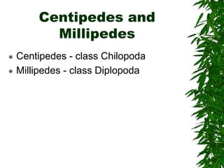Centipedes and
Millipedes
 Centipedes - class Chilopoda
 Millipedes - class Diplopoda
 