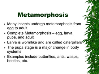 Metamorphosis
 Many insects undergo metamorphosis from
egg to adult
 Complete Metamorphosis – egg, larva,
pupa, and adult
 Larva is wormlike and are called caterpillars
 The pupa stage is a major change in body
systems
 Examples include butterflies, ants, wasps,
beetles, etc.
 