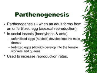 Chapter 26 notes Arthropods.ppt