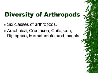 Diversity of Arthropods
 Six classes of arthropods.
 Arachnida, Crustacea, Chilopoda,
Diplopoda, Merostomata, and Insecta
 