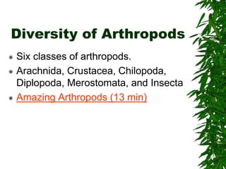 Chapter 26 notes Arthropods.ppt