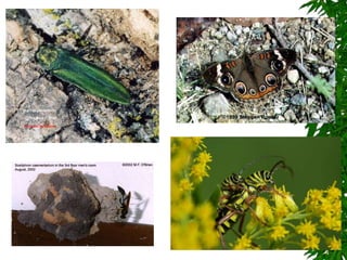 Chapter 26 notes Arthropods.ppt