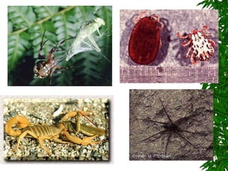Chapter 26 notes Arthropods.ppt