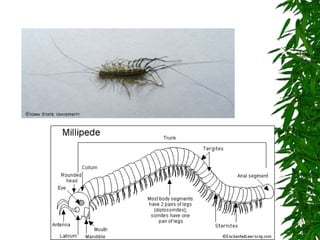 Chapter 26 notes Arthropods.ppt