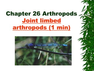 Chapter 26 Arthropods
Joint limbed
arthropods (1 min)
 