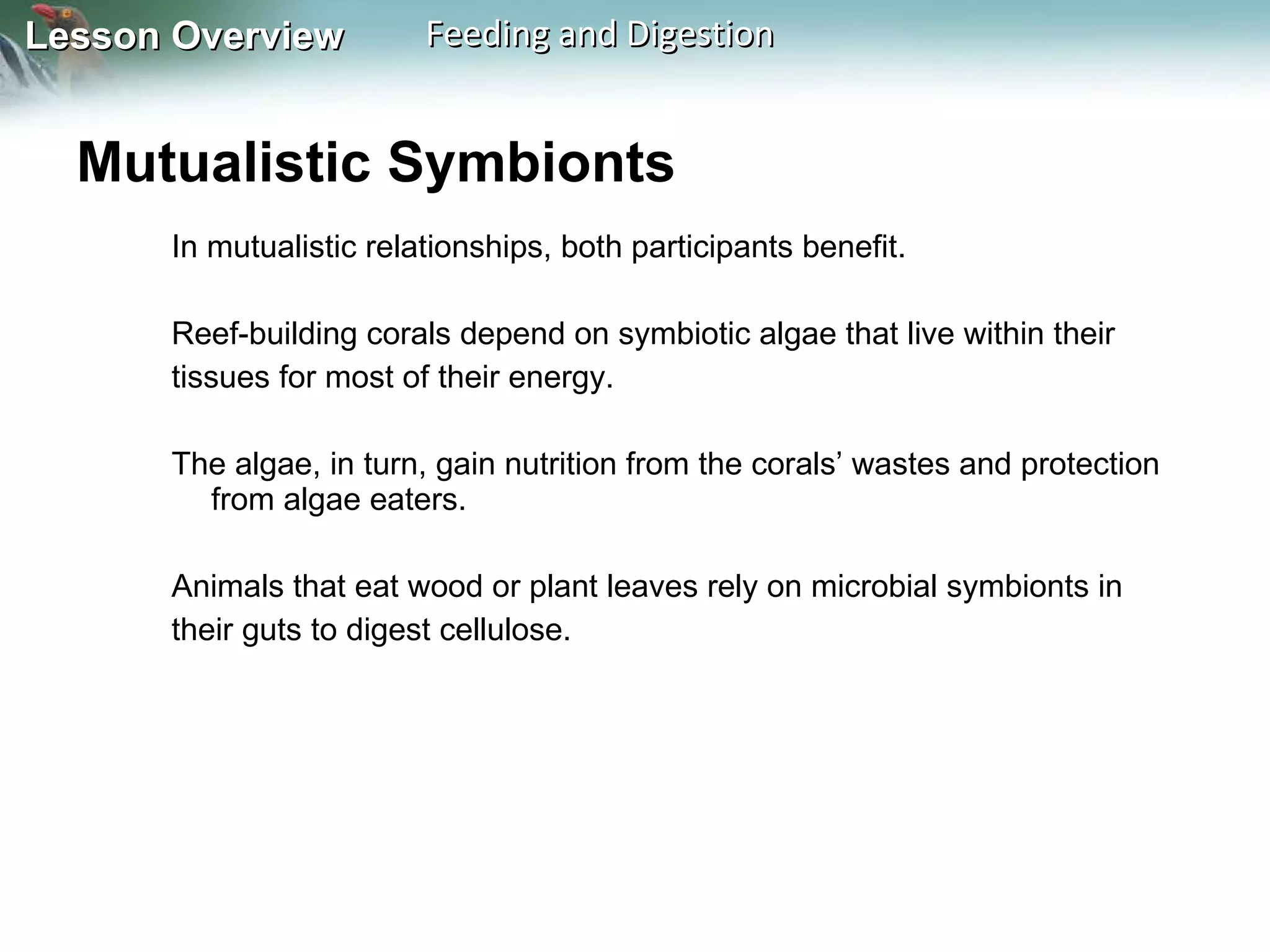 Mutualistic Symbionts  In mutualistic relationships, both participants benefit.  Reef-building corals depend on symbiotic algae that live within their tissues for most of their energy.  The algae, in turn, gain nutrition from the corals’ wastes and protection from algae eaters.  Animals that eat wood or plant leaves rely on microbial symbionts in their guts to digest cellulose. 