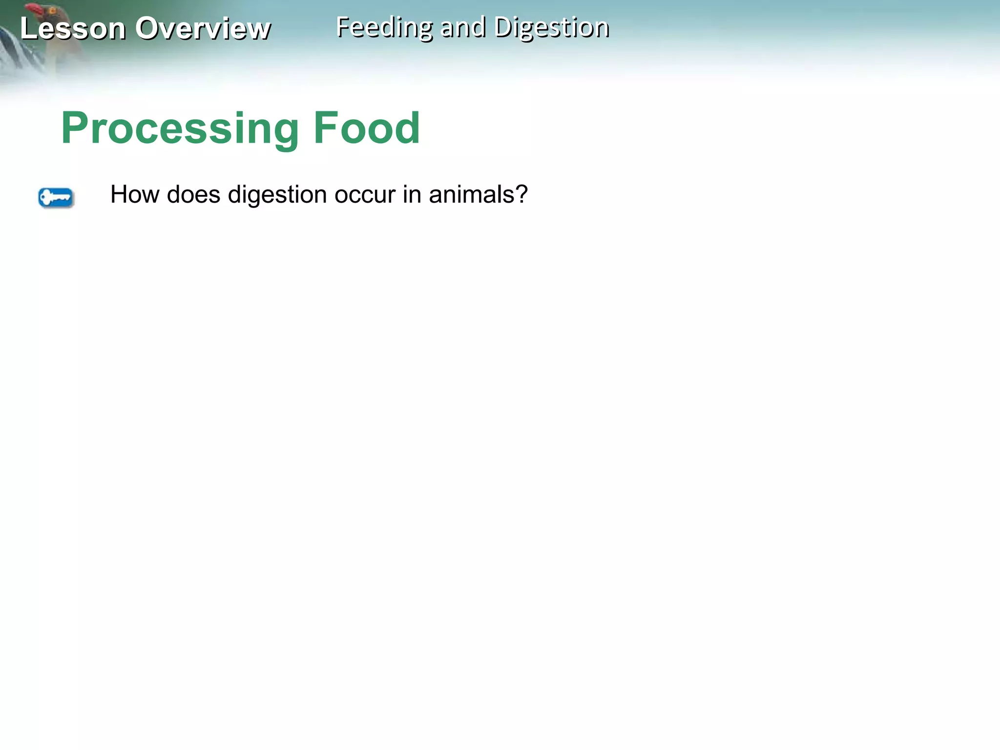 Processing Food How does digestion occur in animals? 