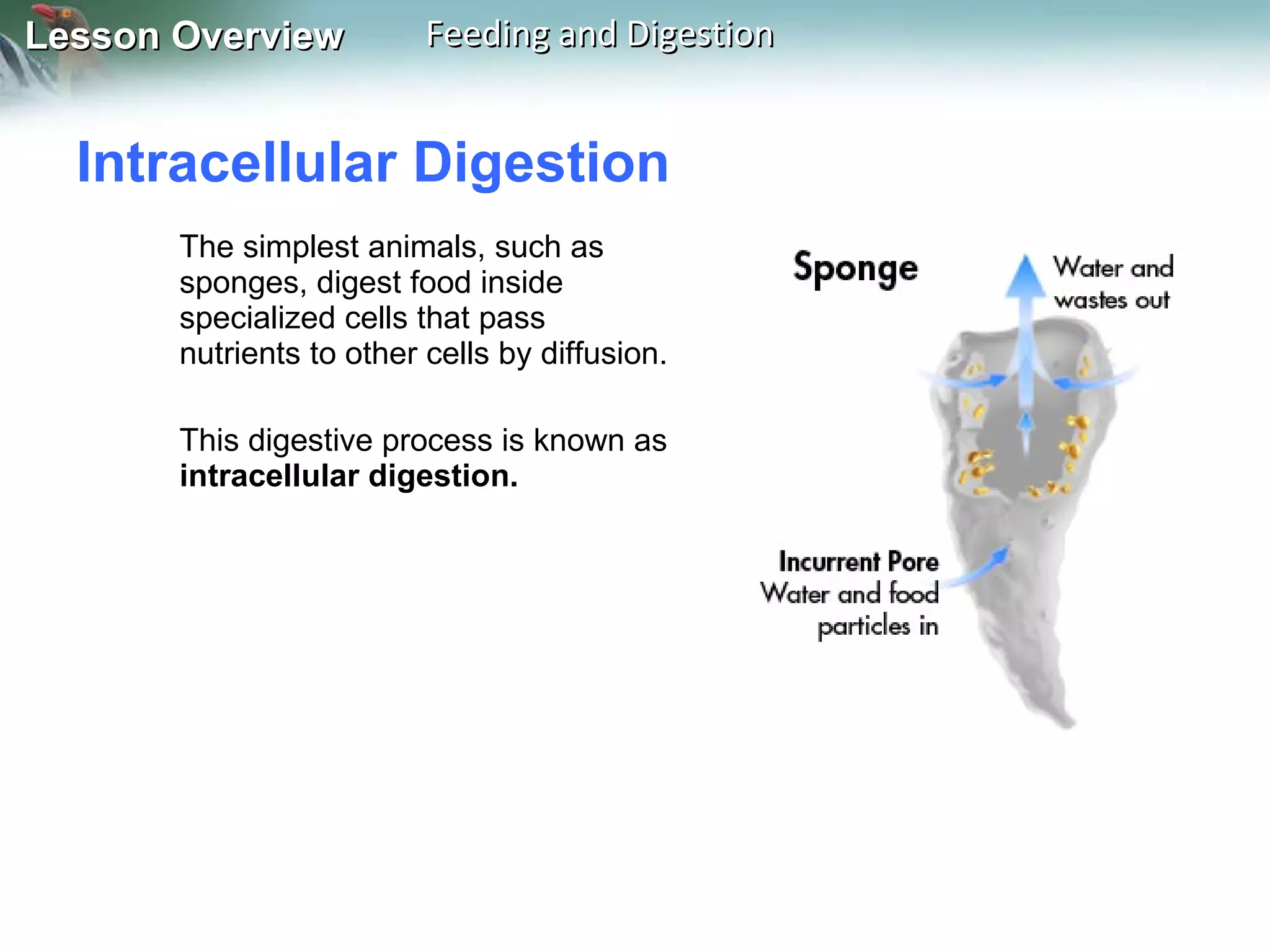 Intracellular Digestion  The simplest animals, such as sponges, digest food inside specialized cells that pass nutrients to other cells by diffusion.  This digestive process is known as  intracellular digestion. 