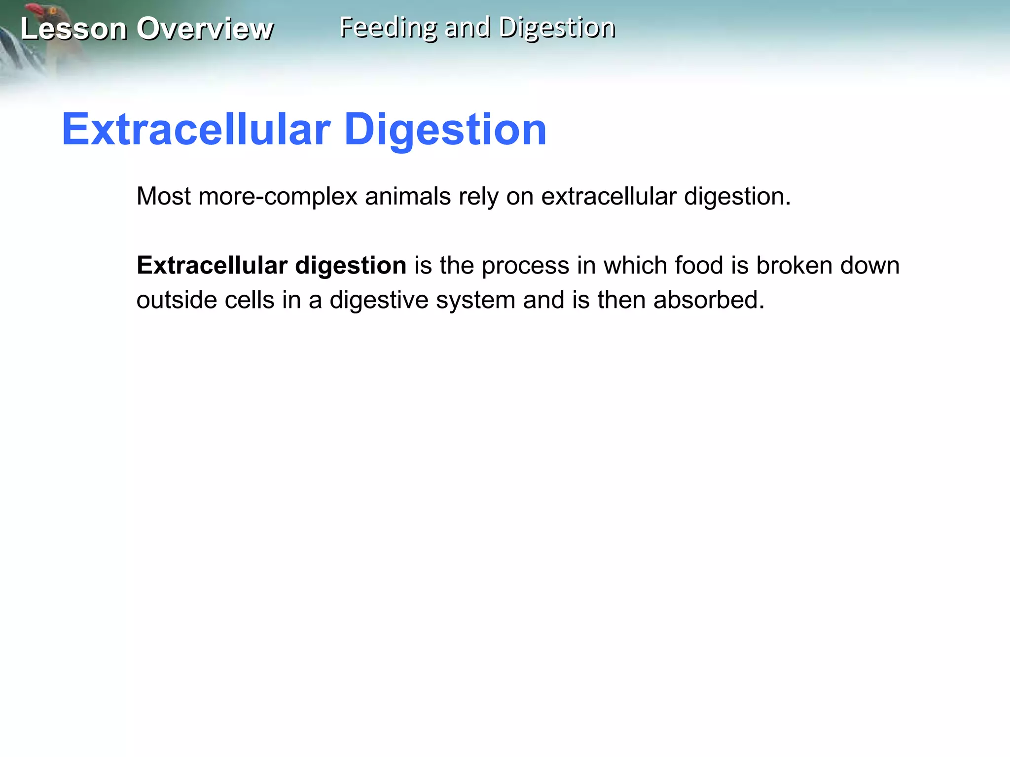 Extracellular Digestion  Most more-complex animals rely on extracellular digestion.  Extracellular digestion  is the process in which food is broken down outside cells in a digestive system and is then absorbed. 