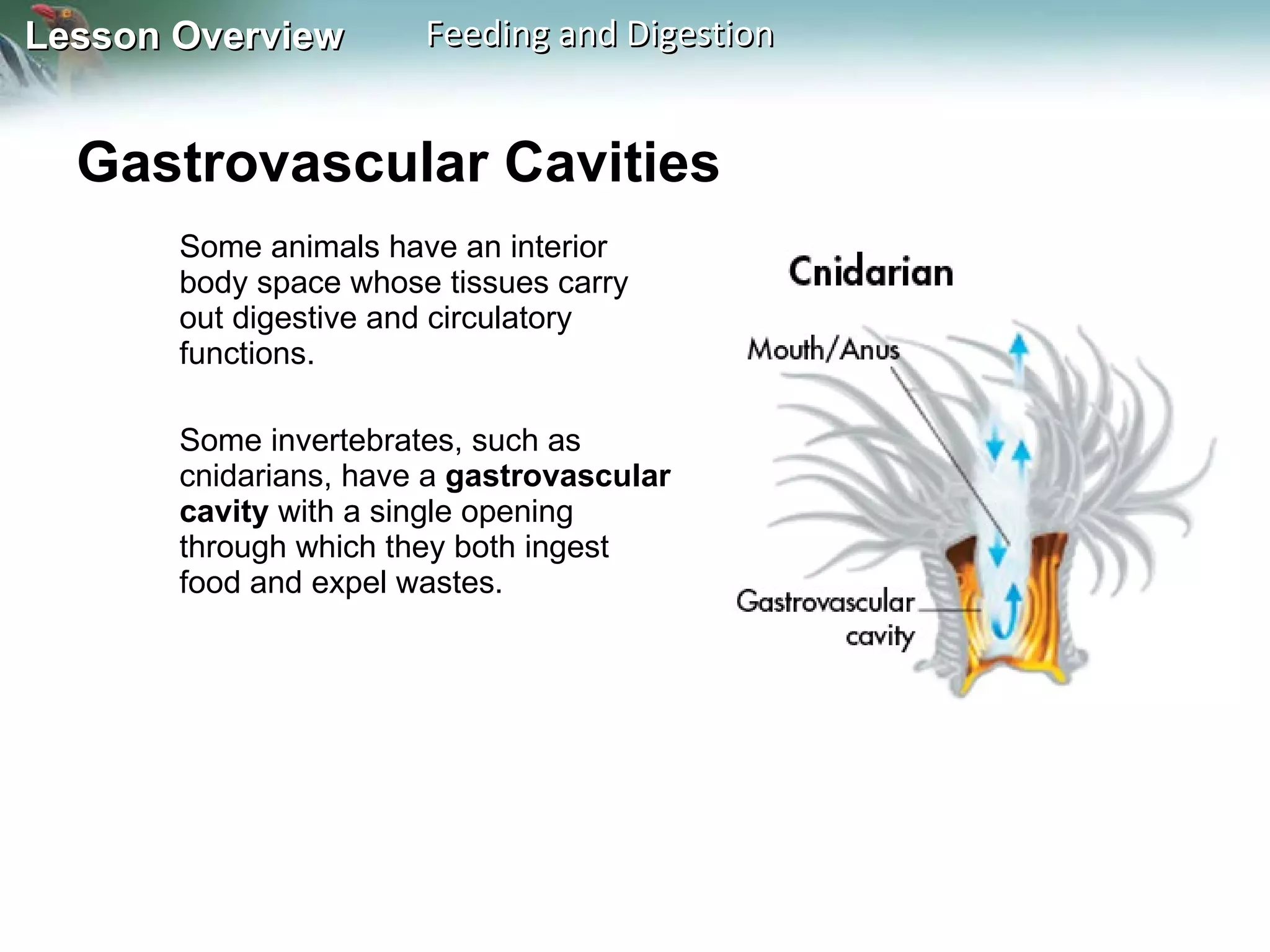 Gastrovascular Cavities  Some animals have an interior body space whose tissues carry out digestive and circulatory functions.  Some invertebrates, such as cnidarians, have a  gastrovascular cavity  with a single opening through which they both ingest food and expel wastes.  