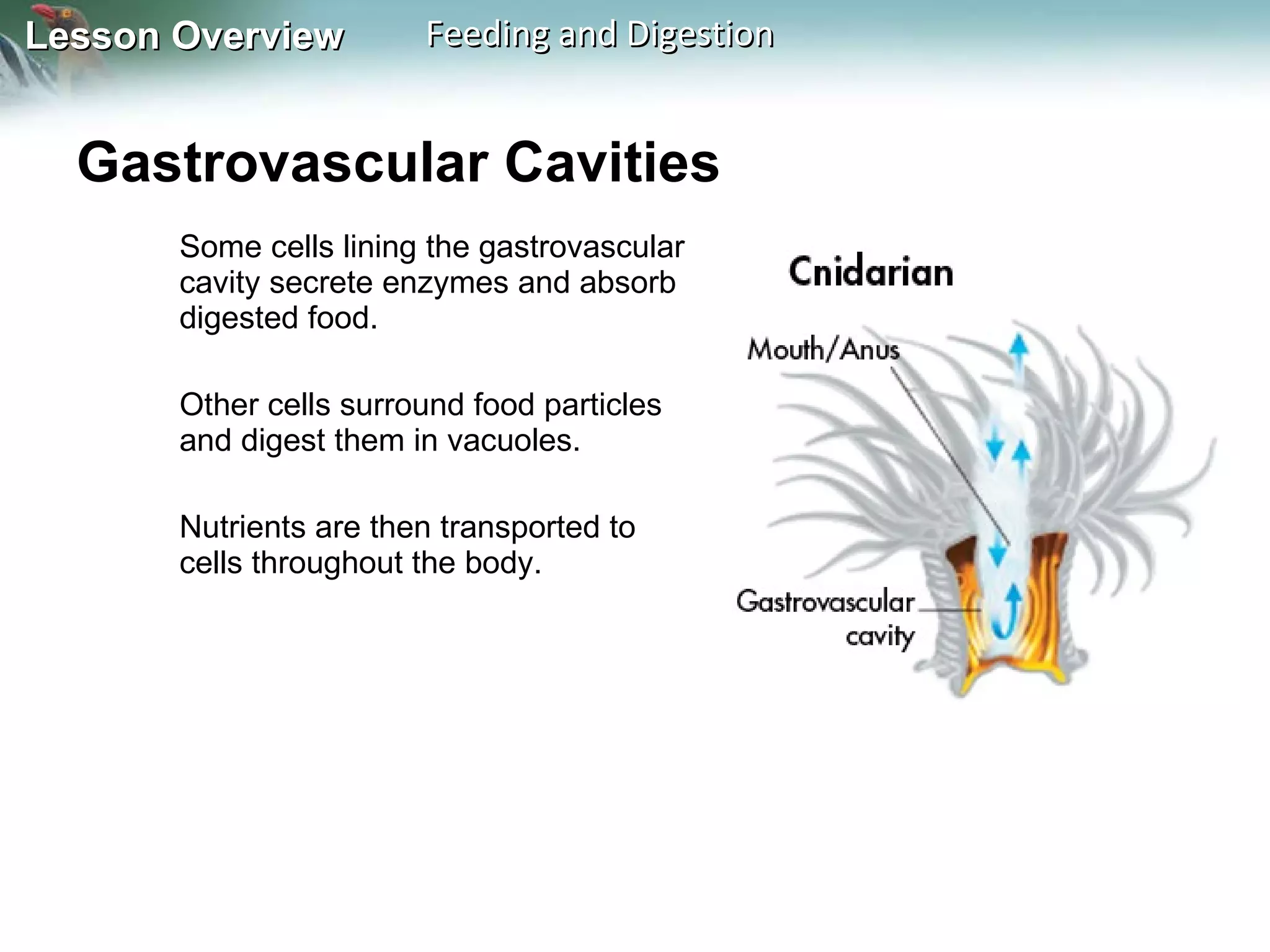 Gastrovascular Cavities  Some cells lining the gastrovascular cavity secrete enzymes and absorb digested food.  Other cells surround food particles and digest them in vacuoles.  Nutrients are then transported to cells throughout the body. 