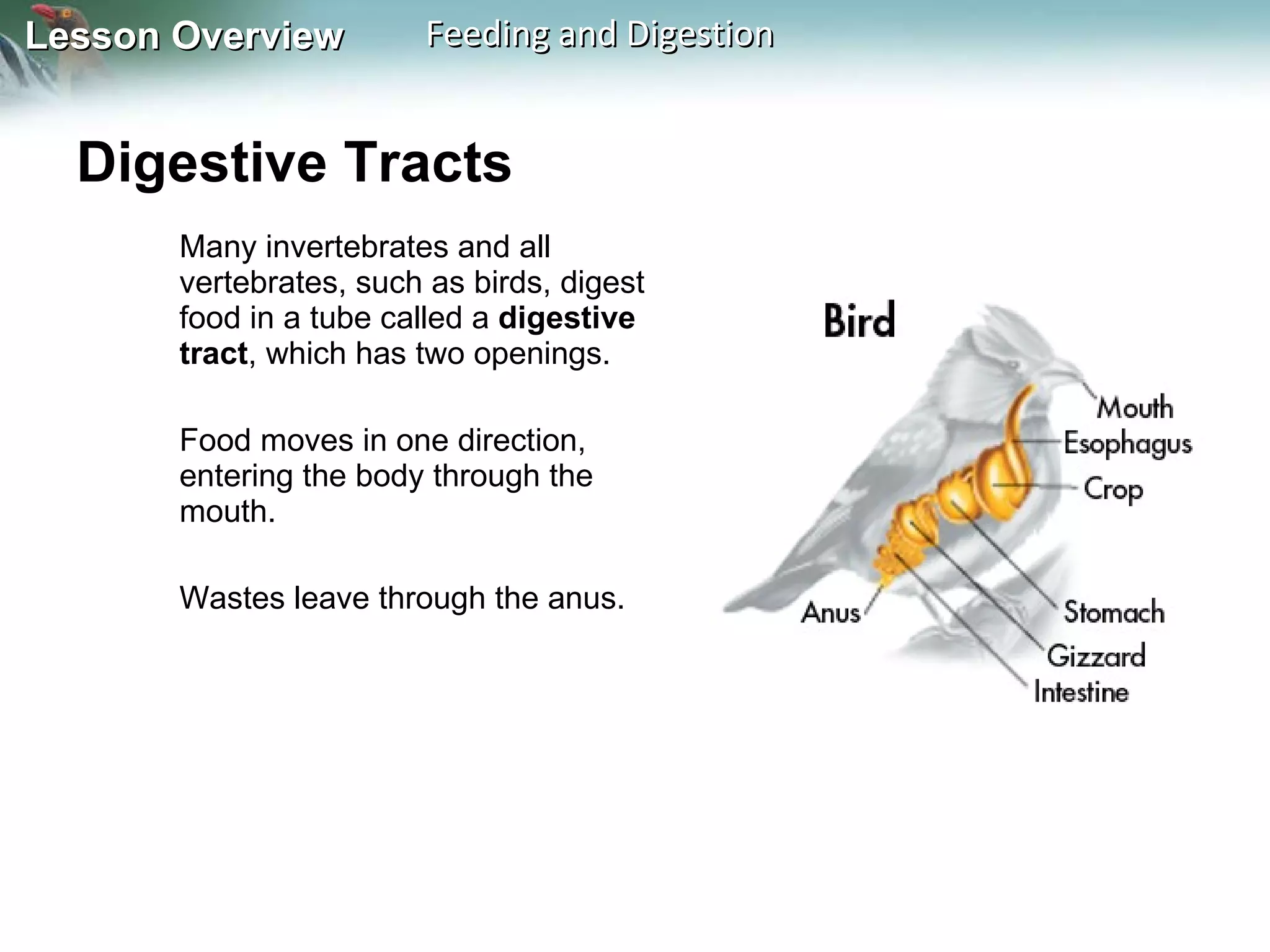 Digestive Tracts  Many invertebrates and all vertebrates, such as birds, digest food in a tube called a  digestive tract , which has two openings.  Food moves in one direction, entering the body through the mouth.  Wastes leave through the anus. 