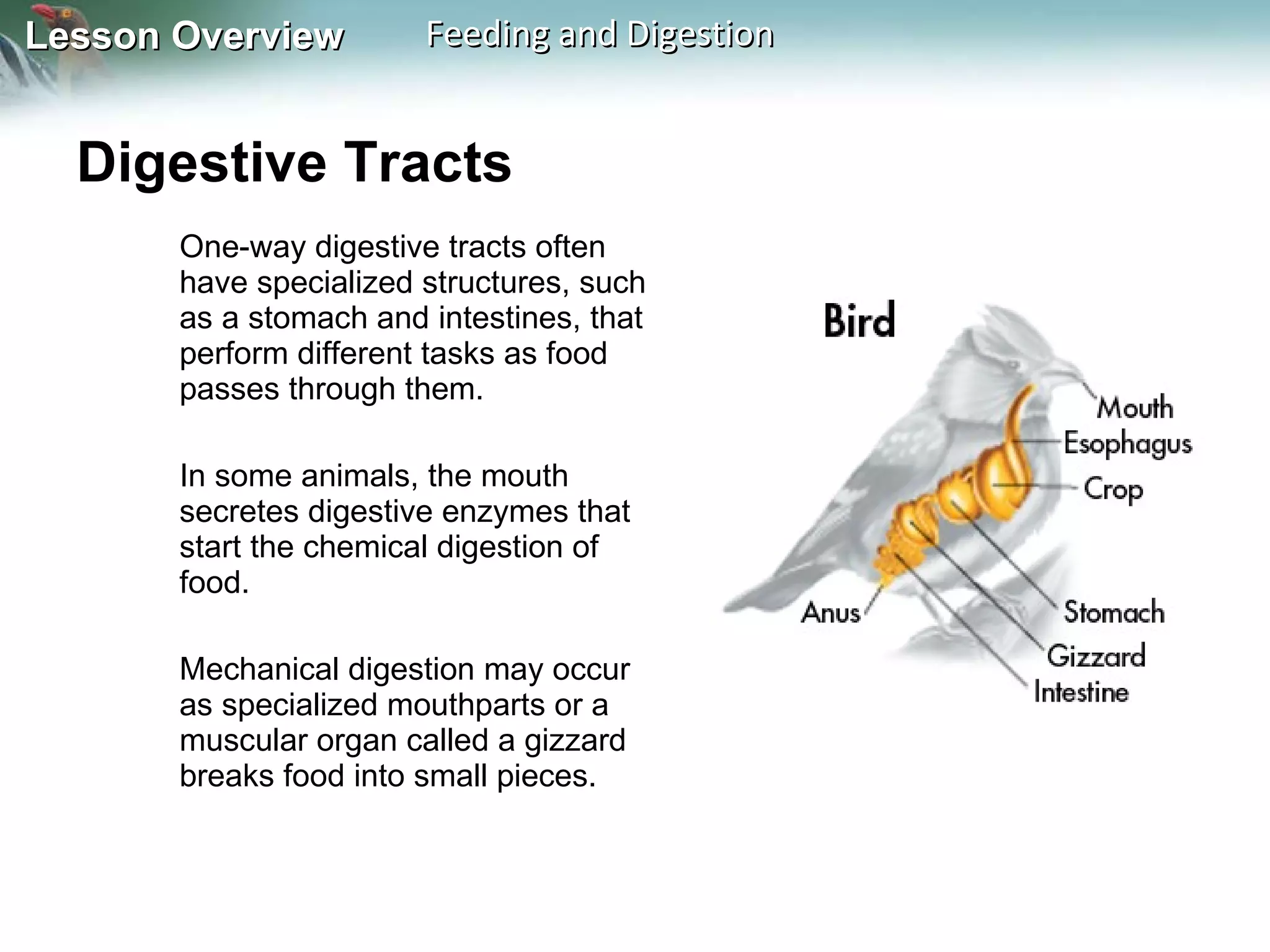 Digestive Tracts  One-way digestive tracts often have specialized structures, such as a stomach and intestines, that perform different tasks as food passes through them.  In some animals, the mouth secretes digestive enzymes that start the chemical digestion of food.  Mechanical digestion may occur as specialized mouthparts or a muscular organ called a gizzard breaks food into small pieces.  
