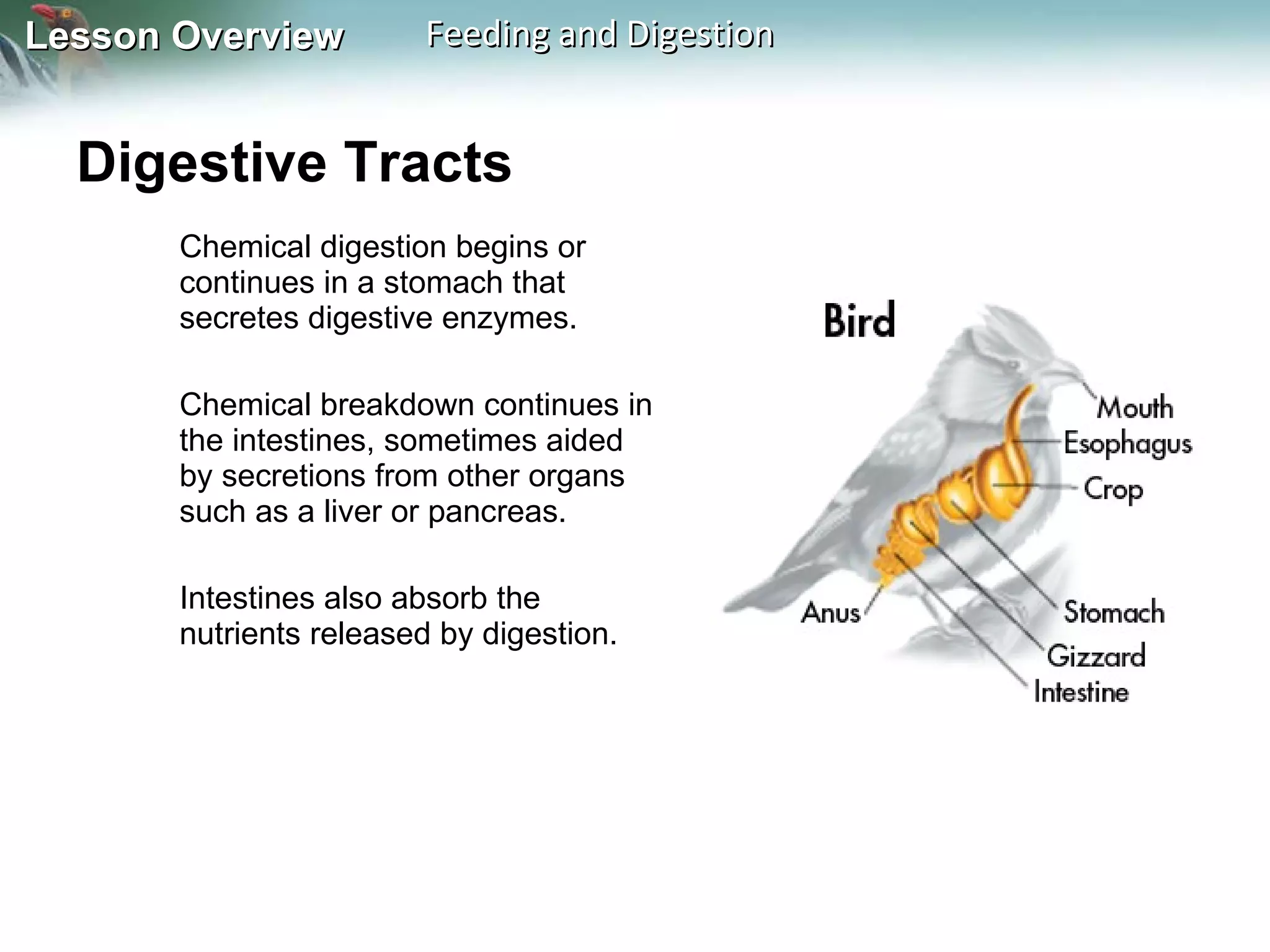 Digestive Tracts  Chemical digestion begins or continues in a stomach that secretes digestive enzymes.  Chemical breakdown continues in the intestines, sometimes aided by secretions from other organs such as a liver or pancreas.  Intestines also absorb the nutrients released by digestion. 